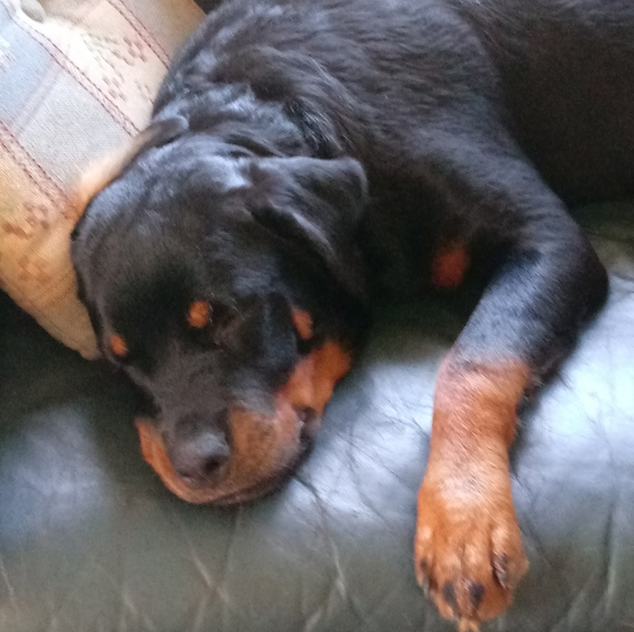 Meet your Posher, Dawn - Picture 8 of 9